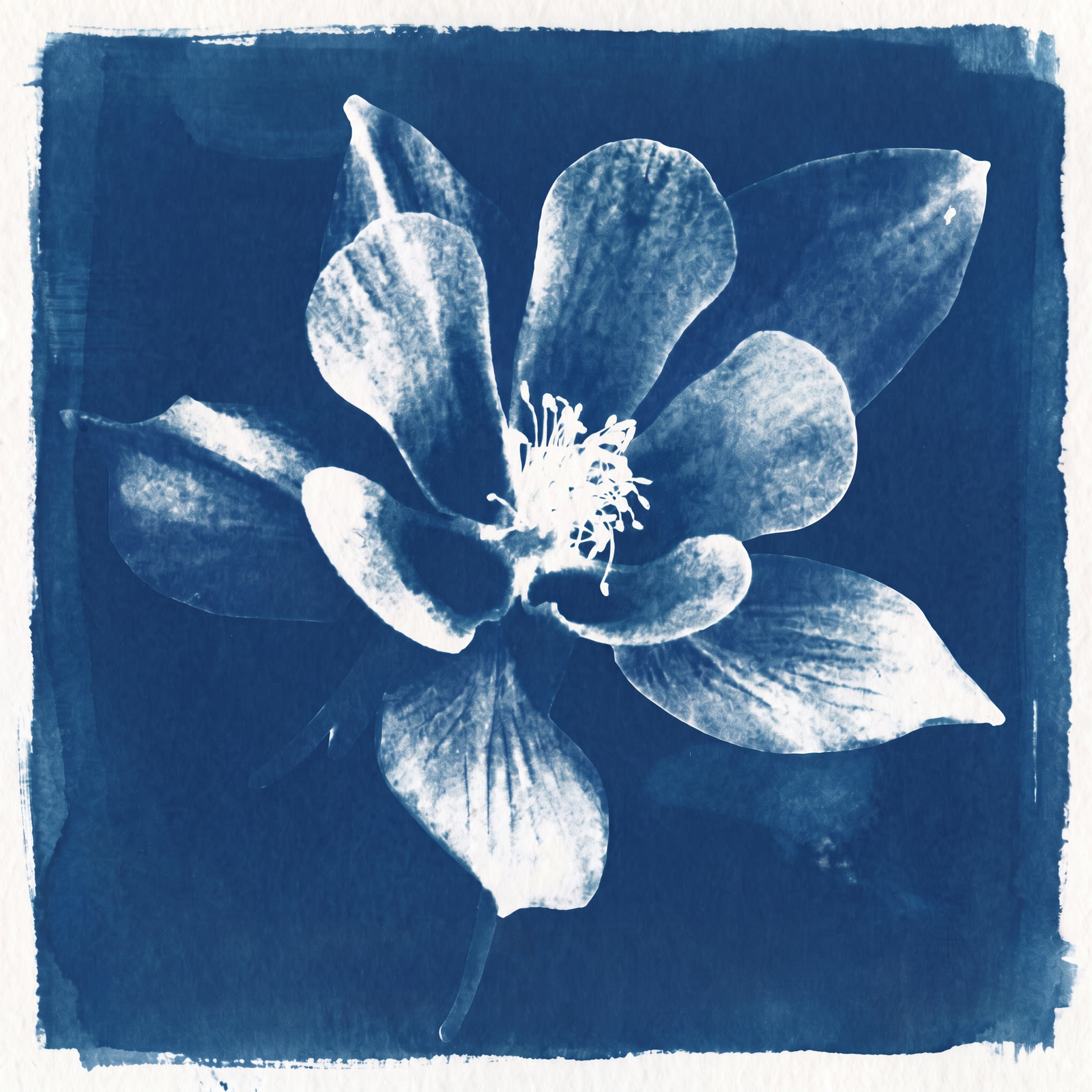 columbine-cyanotype-about